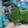 Hahns (Mini) macaws babies