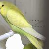 English budgies show quality