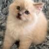 Ragdoll Kittens, Registered