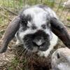 Bunnies/rabbits/holland lop