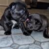 Adorable AKC French Bulldog Puppies