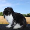 FREE Holland Lop Mix