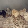 Spring chicks