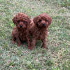 Colorbred red toy poodles 