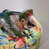 Macaw harlequin baby