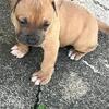 Staffy Bull puppies