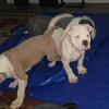 American bully puppies 