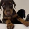 AKC Dobermans Only two more available!