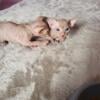 Adorable Sphynx Kitten