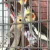 Young and healthy Cockatiels