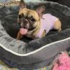Mini Female French bulldog 