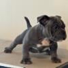 Exotic Bully puppies Florida ready to go home