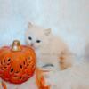 Flame Bicolor male TICA ragdoll