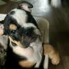 Mini English Bulldog Puppies- $2500