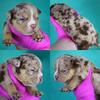 Micro/pocket American Bully Puppies