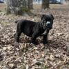 Import Cane Corso puppies 