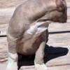 Lk UKC. XL American Pit Bull Terrier 10 week old pups for sale