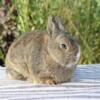 Netherland Dwarf Baby Bunnies