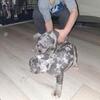 $$$ DROP!!!! AMERICAN BULLY PUPS