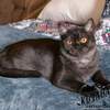 Meet Sabrina! Black Smoke British Shorthair Female