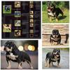 Bane the conqueror  (for stud 300) (for sale 1.5k)