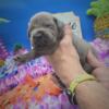 Beautiful Cane Corso Puppies Formentino Fawn Blue Brindle Minnesota Iowa Wisconsin Illinois