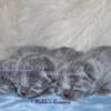 Russian Blue Christmas Kittens