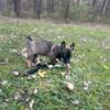 AKC Belgian Malinois Puppy