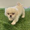 Pekingese puppy- super fluffy!