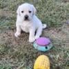 AKC Labrador Retrievers