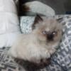 CFA reg Himalayan Kitten Female