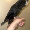 red tailed black cockatoo  fully weaned