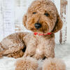Moyen Poodle Stud (Stud service only