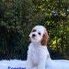 Male white and tan cavapoo puppy for sale.