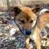 Shiba Inu female one year old