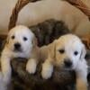 English Cream Golden Retriever puppies 