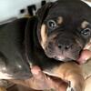 Tricolor XL Bullies