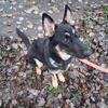 AKC German Shepherd Female 