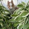 Sheltie female puppy