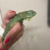 Baby green Iguana for sale