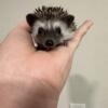 Baby hedgehogs African pygmy  hedghog