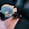 AKC Yorkie Pups for sale