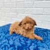 Red Toy Poodle Male 8 weeks old