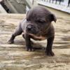 Cane Corso Solid Blue Male Puppy 7 Weeks Old