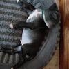 Pit pups