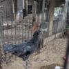 Cemani rainbow rooster,