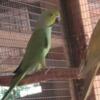 African Ringneck  2 males and 1 female