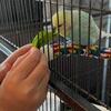 Looking for parrots