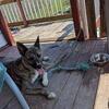Dutch Shepherd