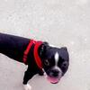 10 month old male Boston terrier
